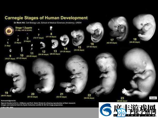 双腿间硬硬的胎头湿漉漉的挤出来的情况如何应对-1.-如何应对胎头挤出时的紧急情况